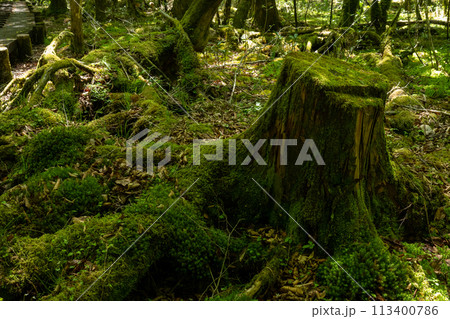 木漏れ日に映える苔むす森 113400786