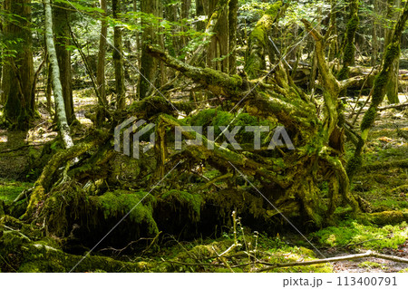 木漏れ日に映える苔むす森 木漏れ日に映える苔むす森 113400791