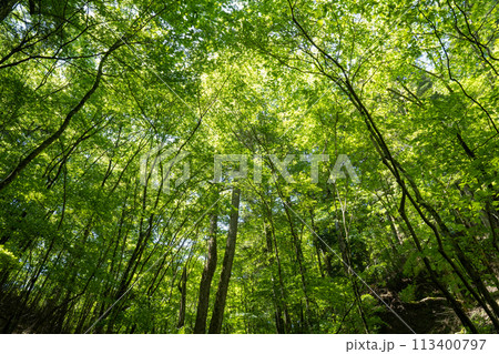 森の中から見上げる空 113400797