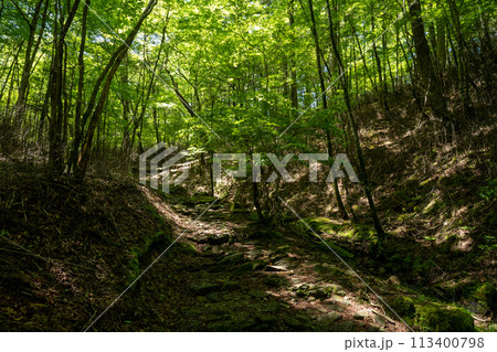 新緑の森を抜ける 113400798