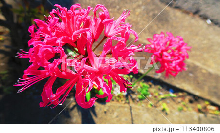 ダイヤモンドリリー（ネリネ）の花のある風景 113400806