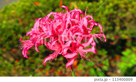 ダイヤモンドリリー(ネリネ)の花のある風景 ダイヤモンドリリー(ネリネ)の花のある風景 113400809