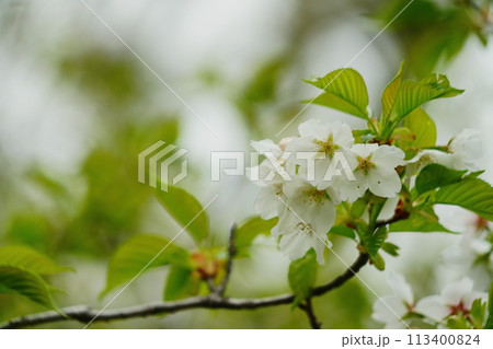 恩田川に咲く桜 113400824