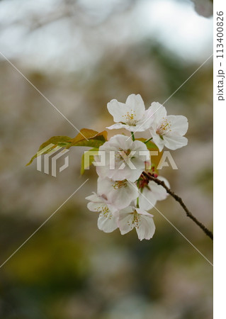 恩田川に咲く桜 113400826