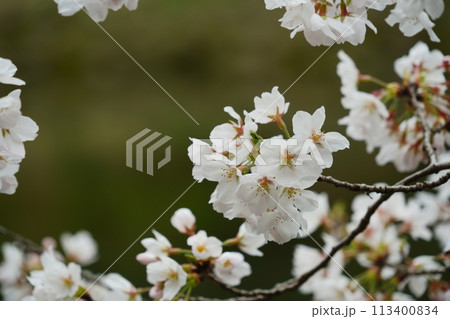 泉の森公園に咲く桜 泉の森公園に咲く桜 113400834