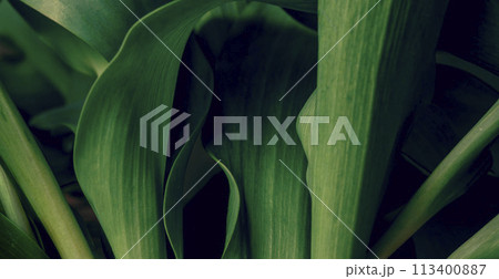 Green tropical plant. Abstract natural floral background Selective focus, macro. Flowing lines of long leaves Green tropical plant. Abstract natural floral background Selective focus, macro. Flowing lines of long leaves 113400887