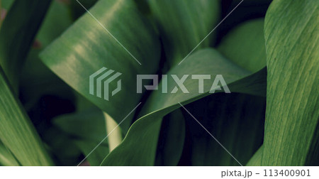 Green tropical plant. Abstract natural floral background Selective focus, macro. Flowing lines of leaves 113400901