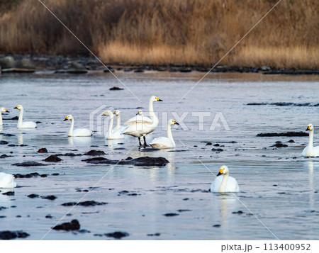 首都圏の荒川で越冬する優雅で美しい白鳥の群れ　夕景 113400952