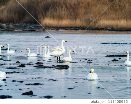 WILD SWANS BRANCH カラビナM WILD SWANS BRANCH カラビナM - メルカリ