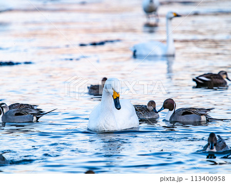 首都圏の荒川で越冬する優雅で美しい白鳥の群れ　夕景 113400958