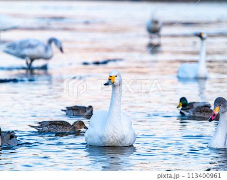 首都圏の荒川で越冬する優雅で美しい白鳥の群れ 夕景 首都圏の荒川で越冬する優雅で美しい白鳥の群れ 夕景 113400961
