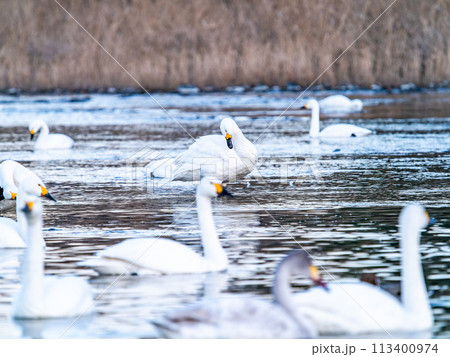 首都圏の荒川で越冬する優雅で美しい白鳥の群れ　夕景 113400974