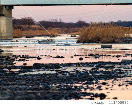 首都圏の荒川で越冬する優雅で美しい白鳥の群れ 夕景 首都圏の荒川で越冬する優雅で美しい白鳥の群れ 夕景 113400983