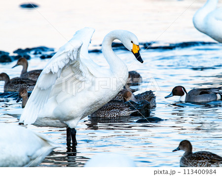 首都圏の荒川で越冬する優雅で美しい白鳥の群れ　夕景 113400984
