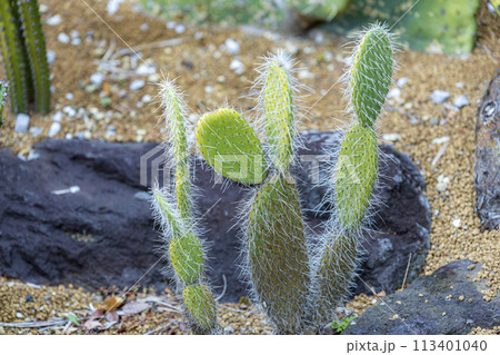 サボテンと花 サボテンと花 113401040