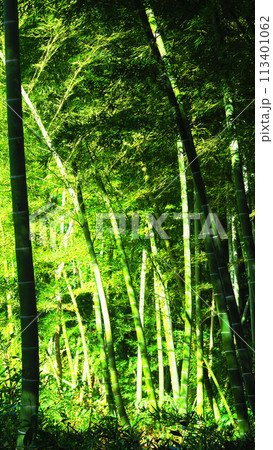 孟宗竹の竹林の美しい風景 孟宗竹の竹林の美しい風景 113401062