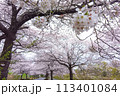 雨上がりの桜並木 113401084