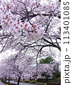 桜並木の道路 113401085