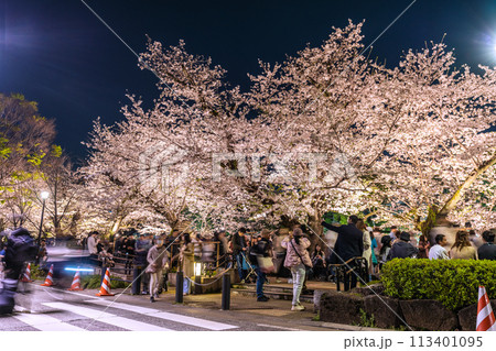 日本の東京都市景観 満開の桜。千鳥ヶ淵のライトアップも、もう少しで消灯だが驚異の人出＝7日 113401095