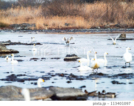 首都圏の荒川で越冬する白鳥 夕方の優雅な飛翔 首都圏の荒川で越冬する白鳥 夕方の優雅な飛翔 113401097
