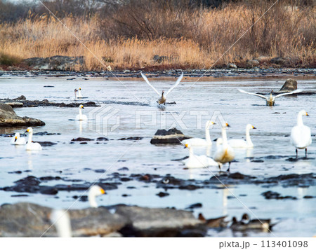 首都圏の荒川で越冬する白鳥　夕方の優雅な飛翔 113401098