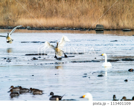 首都圏の荒川で越冬する白鳥　夕方の優雅な飛翔 113401109