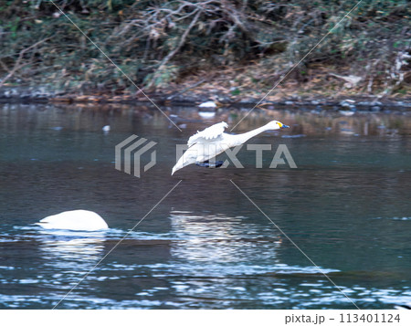 首都圏の荒川で越冬する白鳥 夕方の優雅な飛翔 首都圏の荒川で越冬する白鳥 夕方の優雅な飛翔 113401124