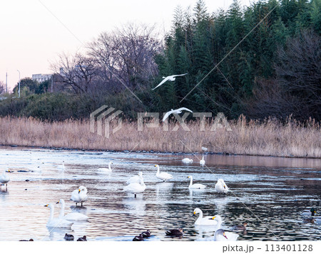 首都圏の荒川で越冬する白鳥　夕方の優雅な飛翔 113401128