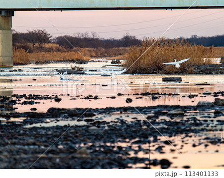 首都圏の荒川で越冬する白鳥　夕方の優雅な飛翔 113401133