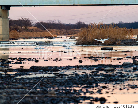首都圏の荒川で越冬する白鳥　夕方の優雅な飛翔 113401138