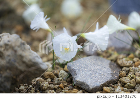 白い一輪の花 白い一輪の花 113401270