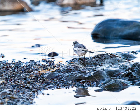 夕方の越辺川の水辺に佇むセグロセキレイ 113401322