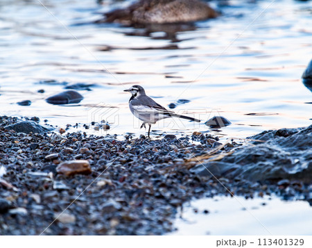 夕方の越辺川の水辺に佇むセグロセキレイ 113401329