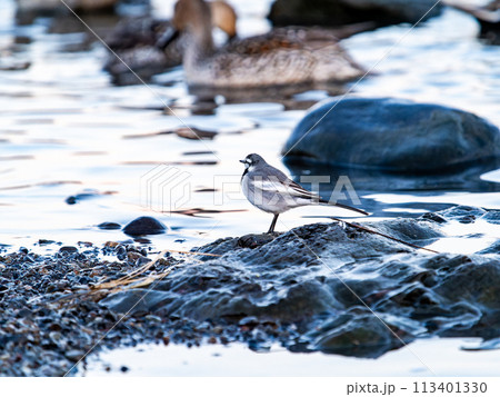 夕方の越辺川の水辺に佇むセグロセキレイ 113401330