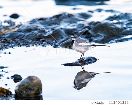夕方の越辺川の水辺に佇むセグロセキレイ 113401332