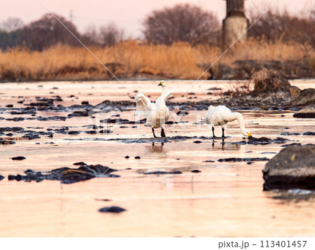 首都圏の荒川で越冬する優雅で躍動的な白鳥の羽ばたき　夕景 113401457