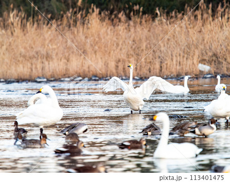 首都圏の荒川で越冬する優雅で躍動的な白鳥の羽ばたき 夕景 首都圏の荒川で越冬する優雅で躍動的な白鳥の羽ばたき 夕景 113401475