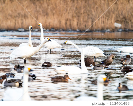 首都圏の荒川で越冬する優雅で美しい白鳥の群れ　夕景 113401493