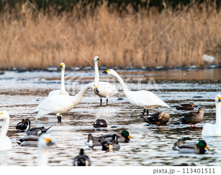 首都圏の荒川で越冬する優雅で美しい白鳥の群れ　夕景 113401511