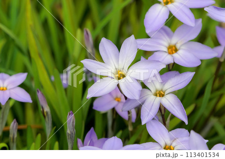 春に咲くハナニラの白い花 春に咲くハナニラの白い花 113401534