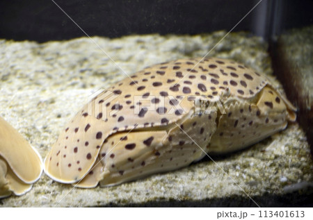 カラッパ 113401613