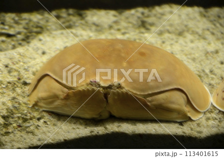 カラッパ 113401615