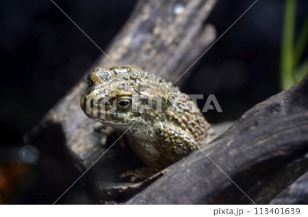 ヨーロッパミドリヒキガエル	 113401639