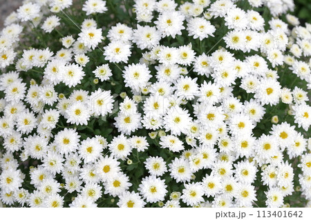 白い菊の花 白い菊の花 113401642