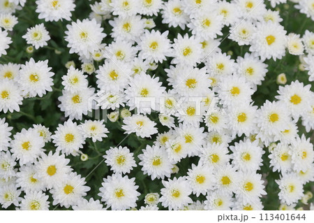 白い菊の花 白い菊の花 113401644
