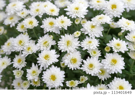 白い菊の花 白い菊の花 113401649