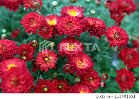 赤い菊の花 赤い菊の花 113401651