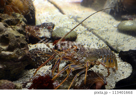 イセエビ 113401668