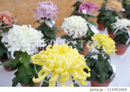 菊の品評会 113401669