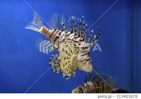 ミノカサゴ ミノカサゴ 113401678